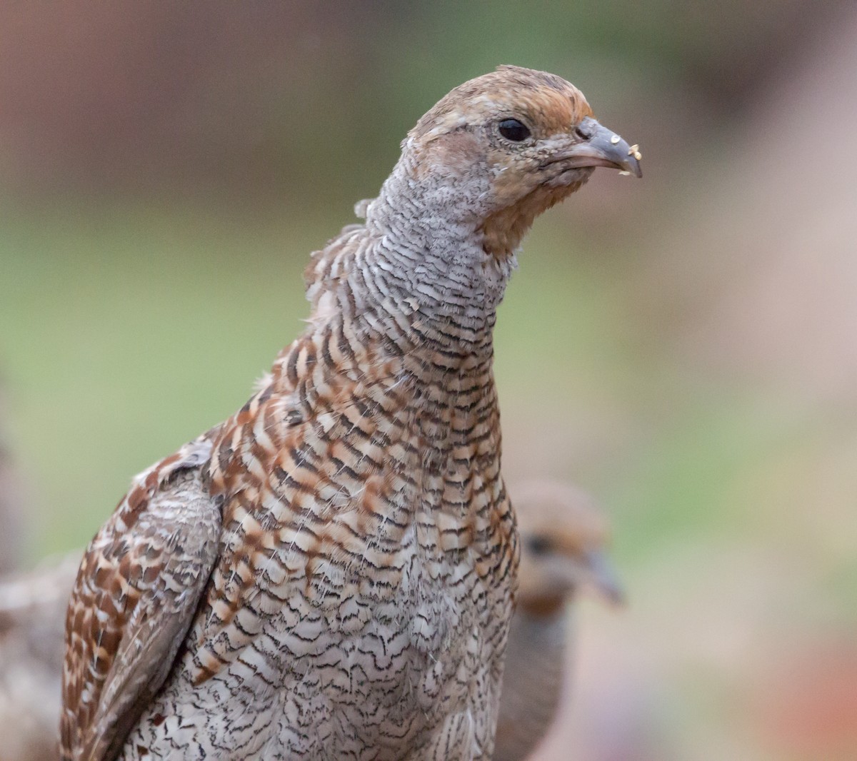 Gray Francolin - Naveen Sama