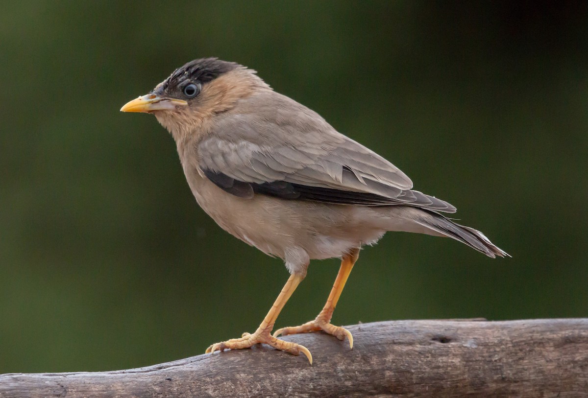 Brahminy Starling - ML236864271