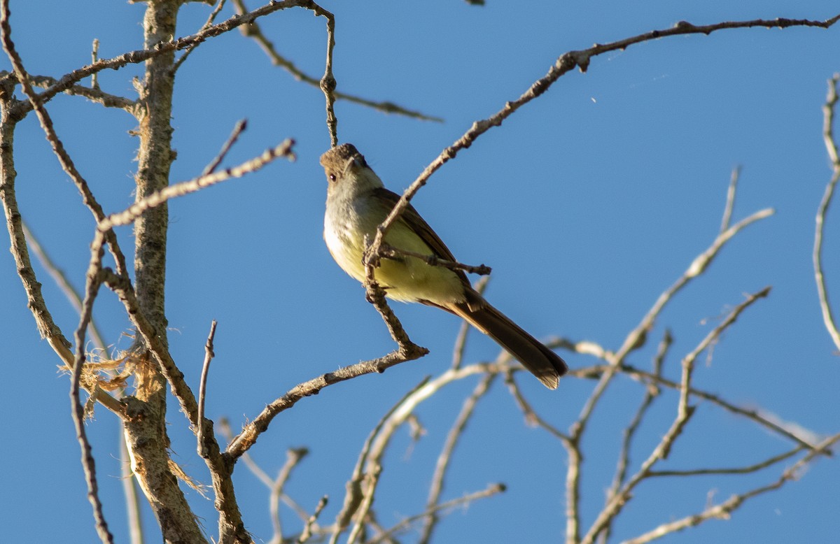 Dusky-capped Flycatcher - ML236865461