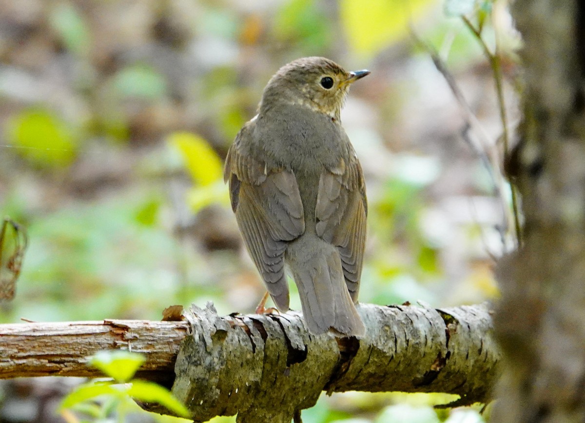 Swainson's Thrush (Olive-backed) - ML236865661
