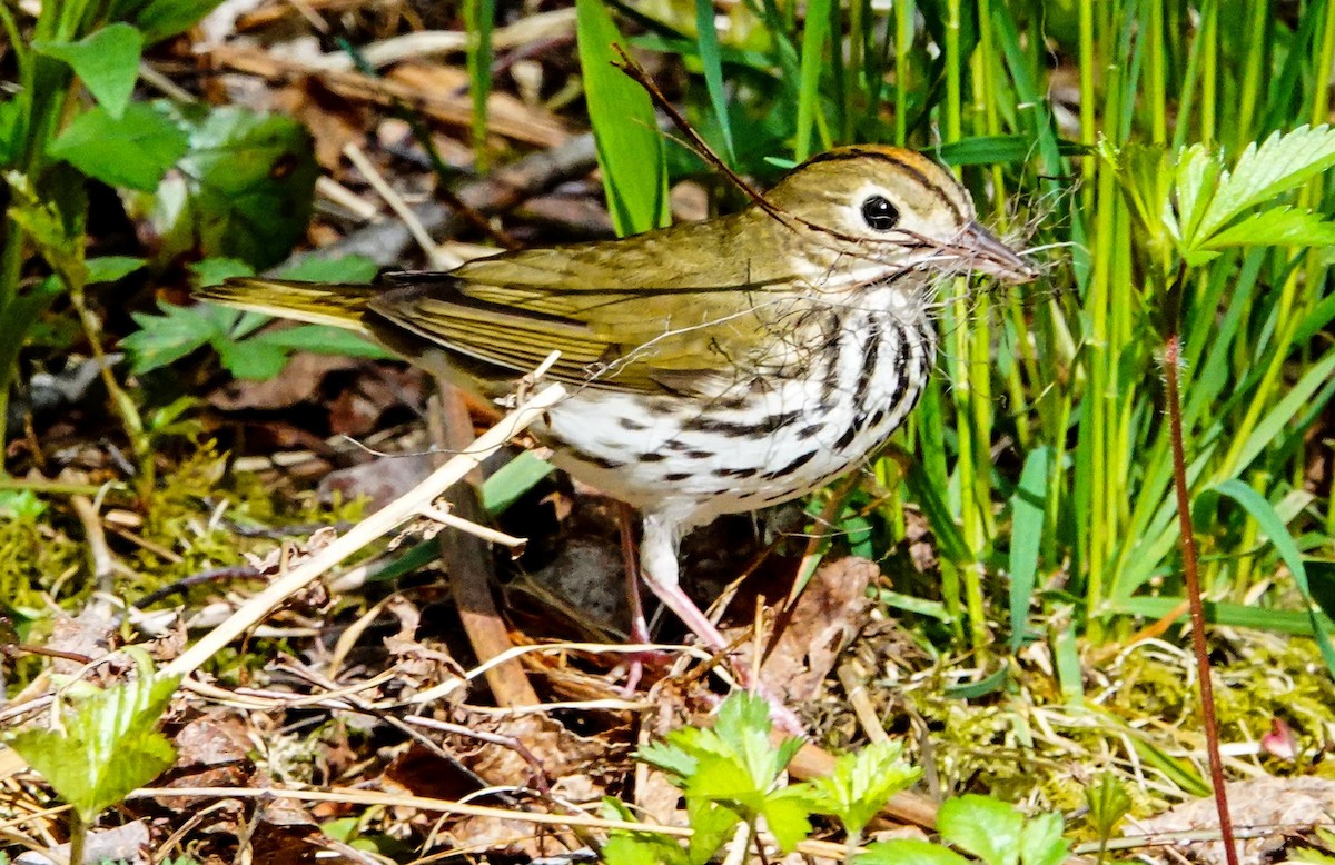 Ovenbird - ML236865751
