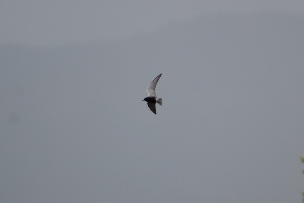 Black Tern - ML236866041