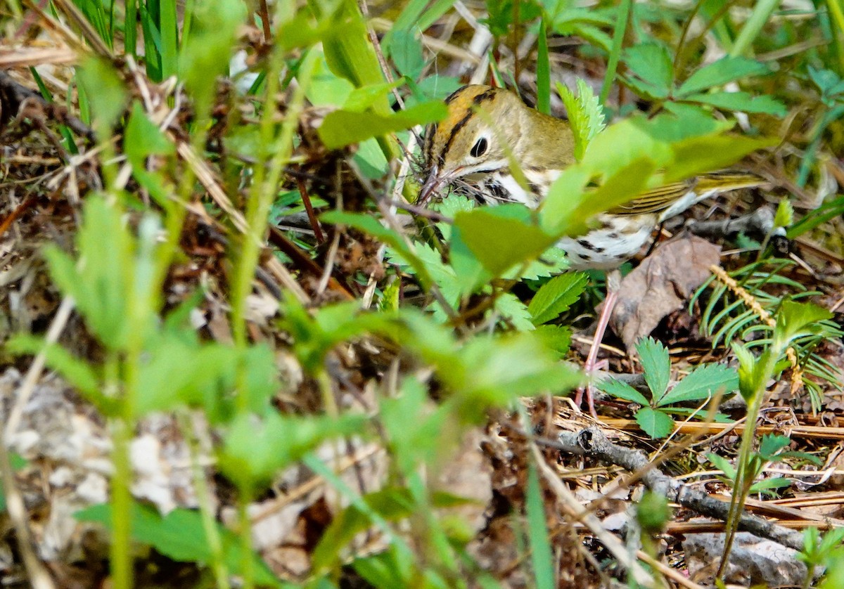 Ovenbird - ML236866381