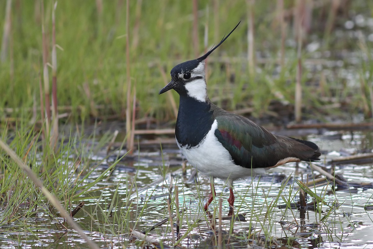 Northern Lapwing - ML236866771