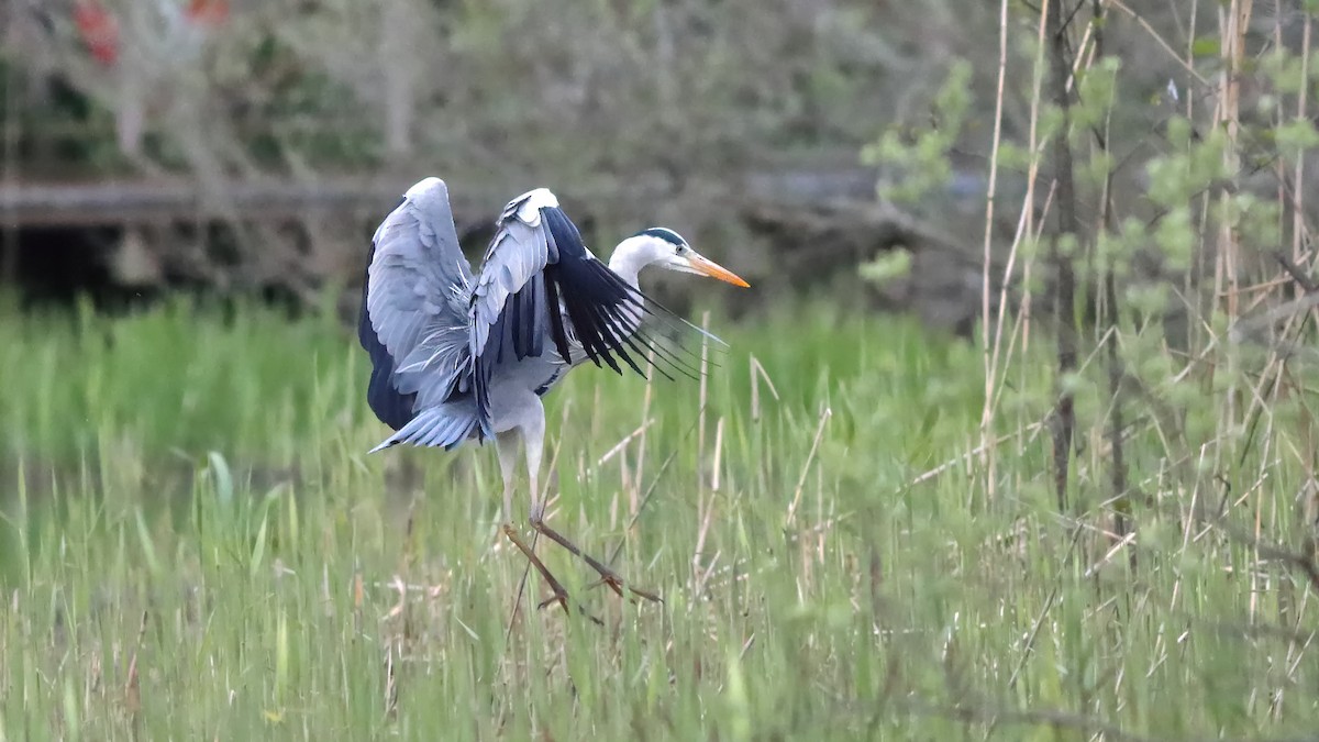 Gray Heron - ML236866881