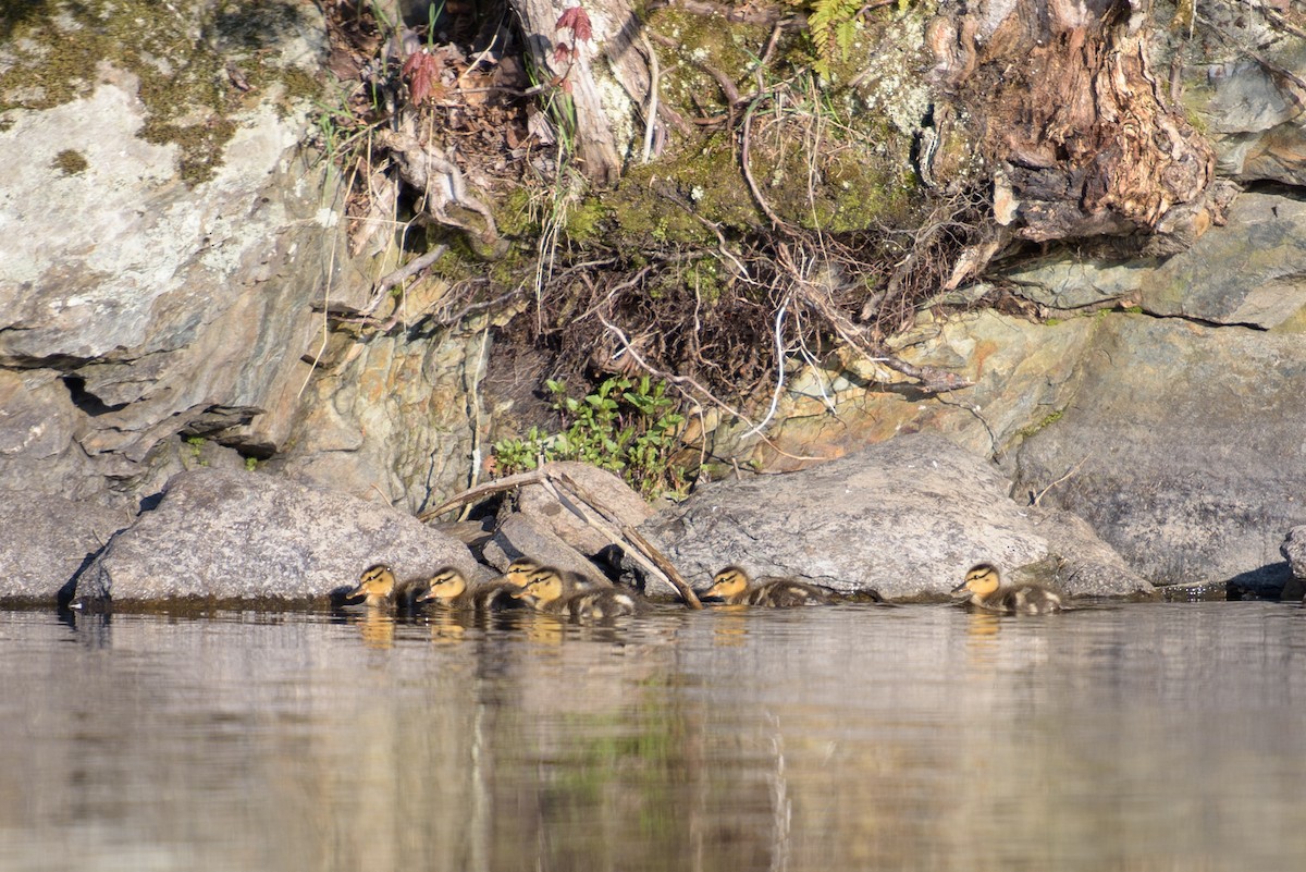 Wood Duck - ML236868141