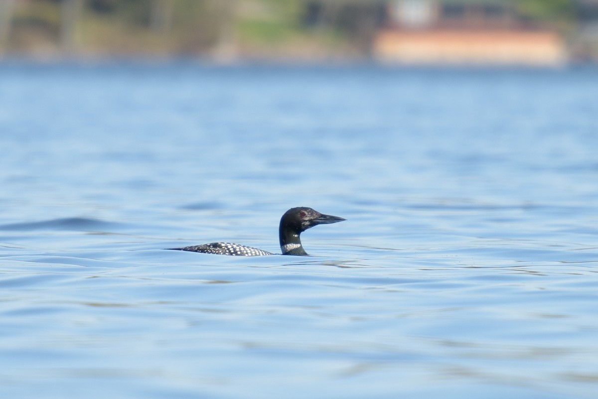 Plongeon huard - ML236868161