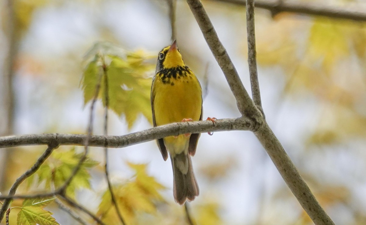 Canada Warbler - ML236868521