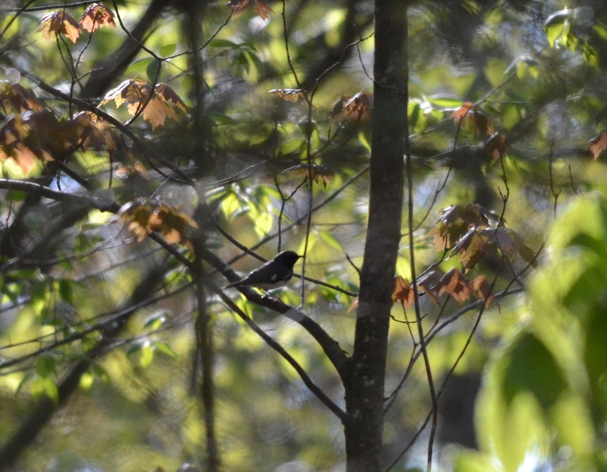 Black-throated Blue Warbler - Peter Paul