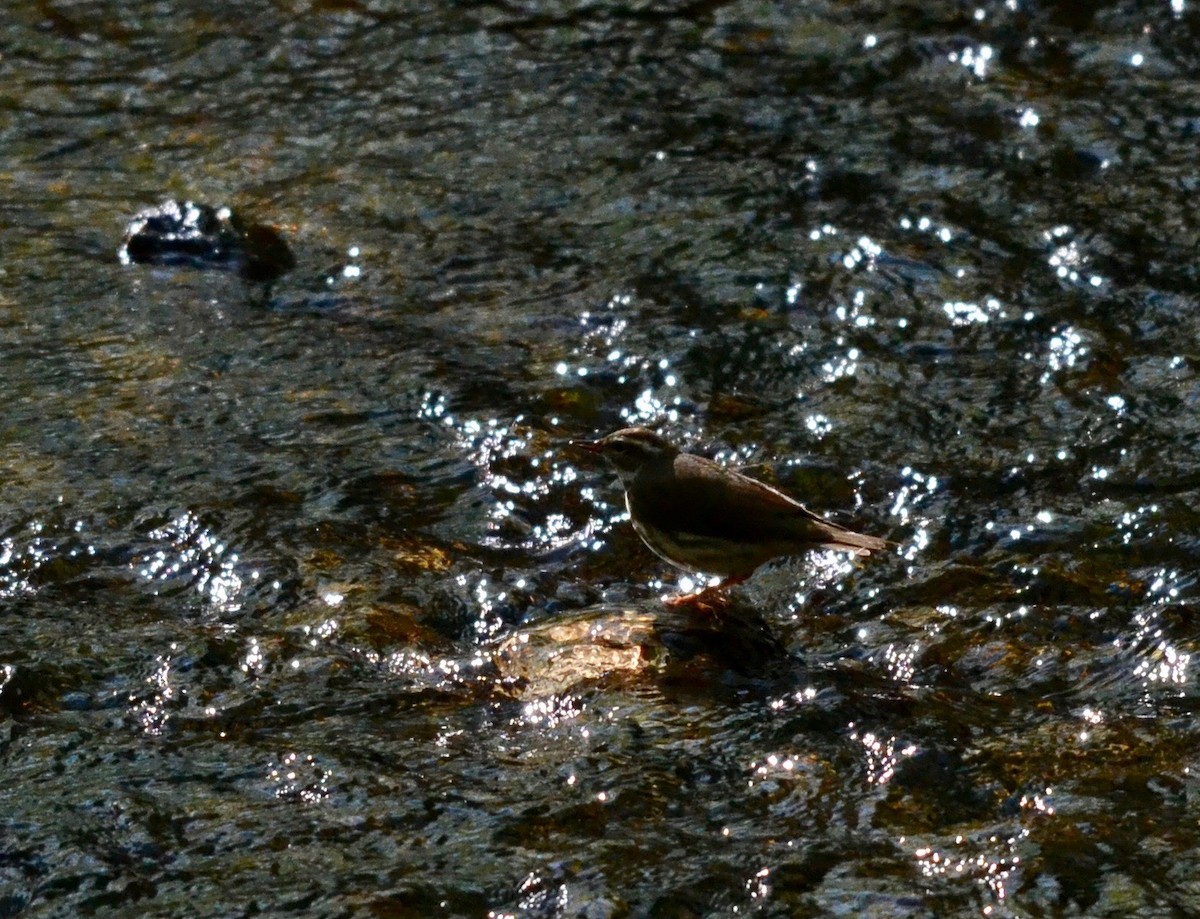 Louisiana Waterthrush - Peter Paul