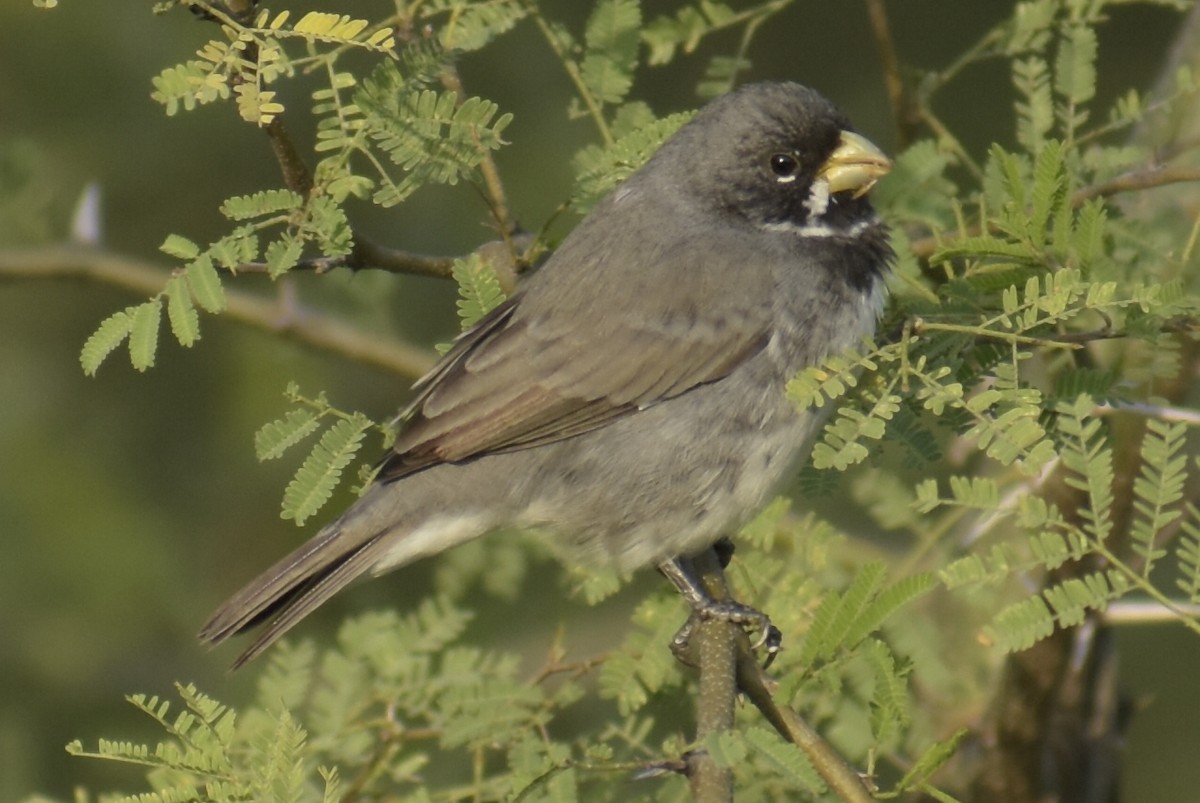 Double-collared Seedeater - ML236869231