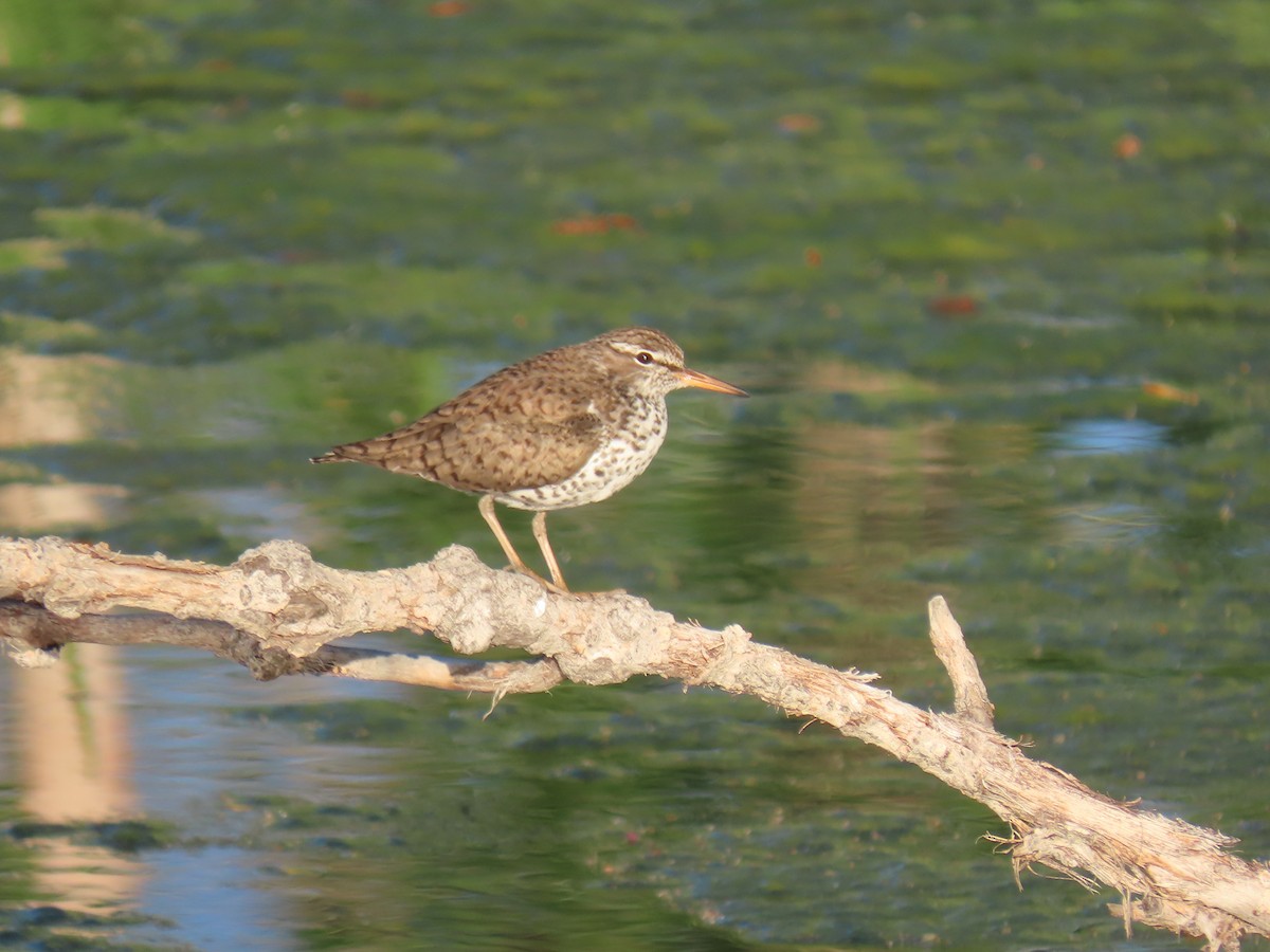 Spotted Sandpiper - ML236872211