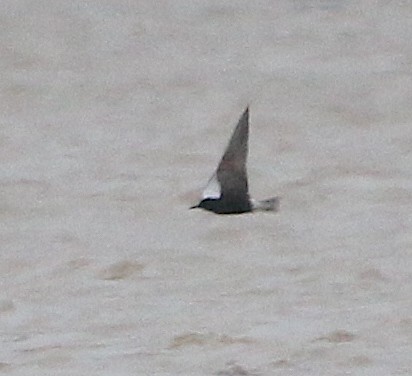 Black Tern - ML236873201