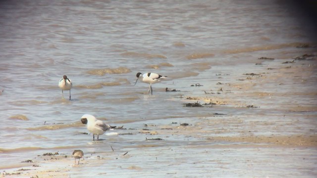 Avoceta Común - ML236873471