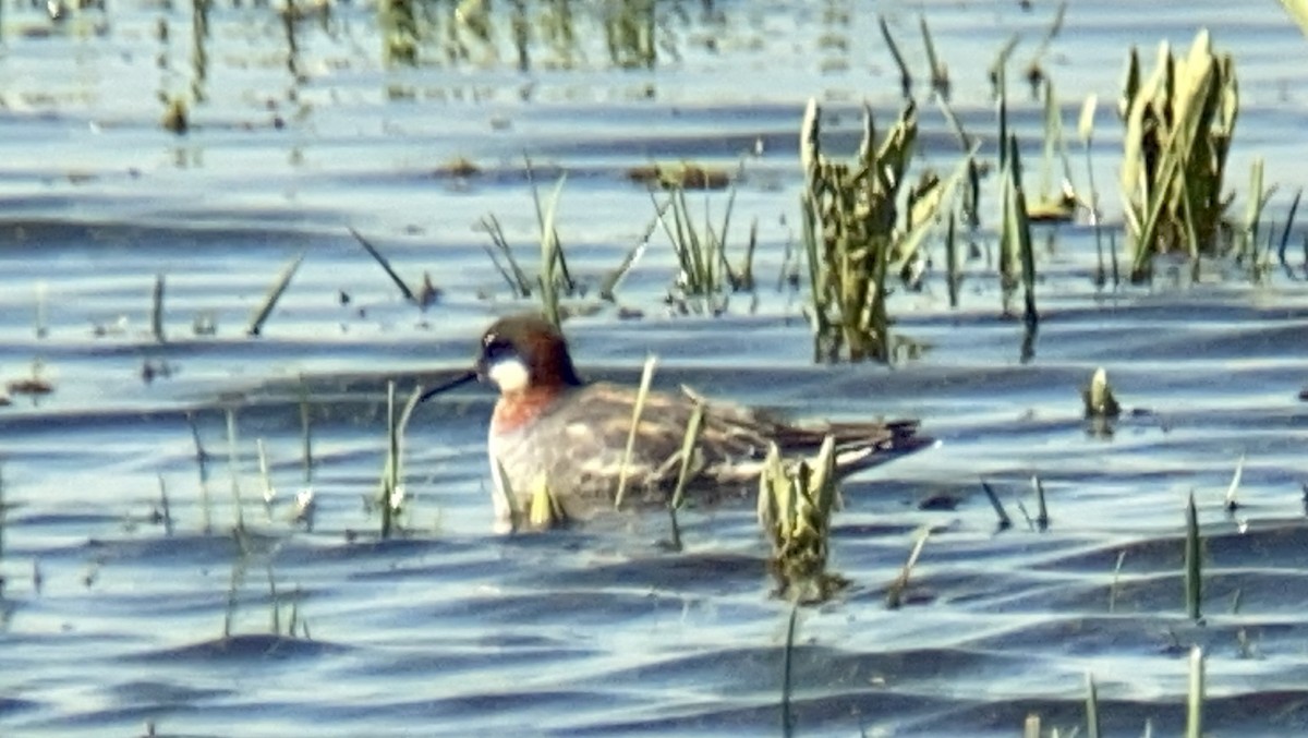 svømmesnipe - ML236875001