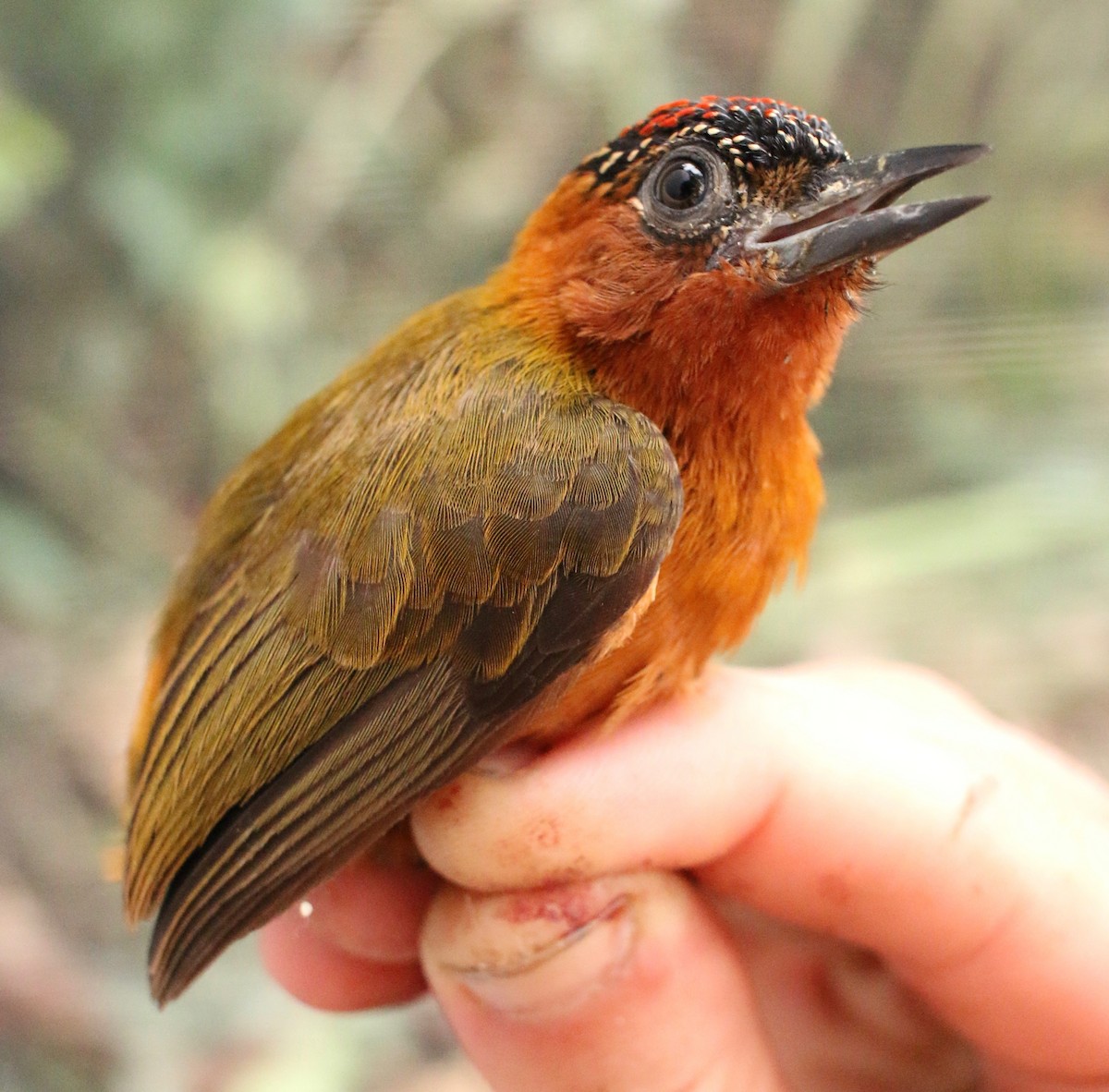 Rufous-breasted Piculet - Anna Hiller