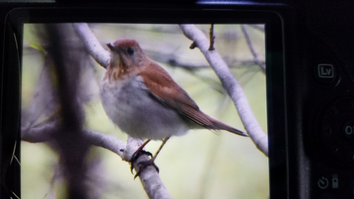 Veery - ML236876041