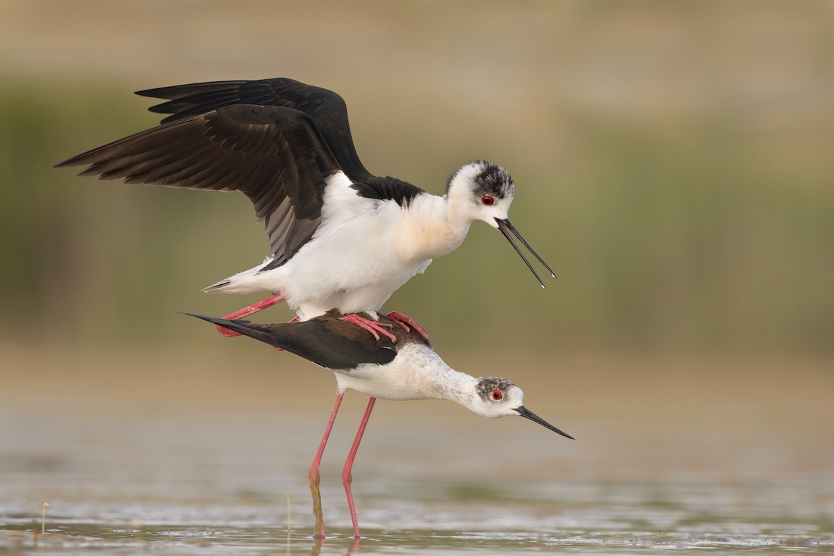 Black-winged Stilt - ML236876081