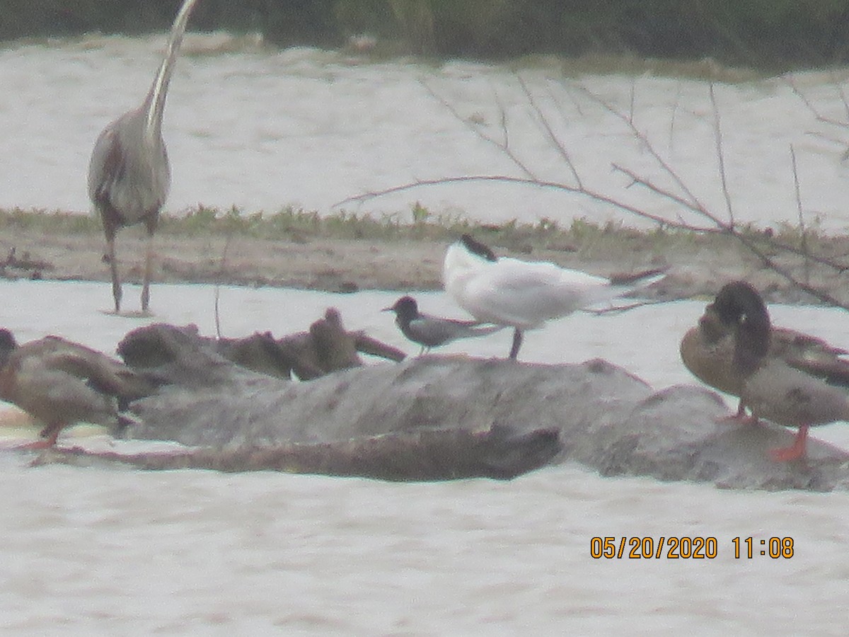 Black Tern - ML236876321