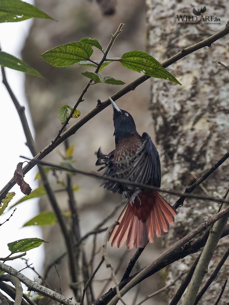 Maroon Oriole - ML236876701