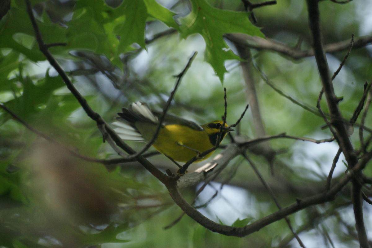 Lawrence's Warbler (hybrid) - ML236878841