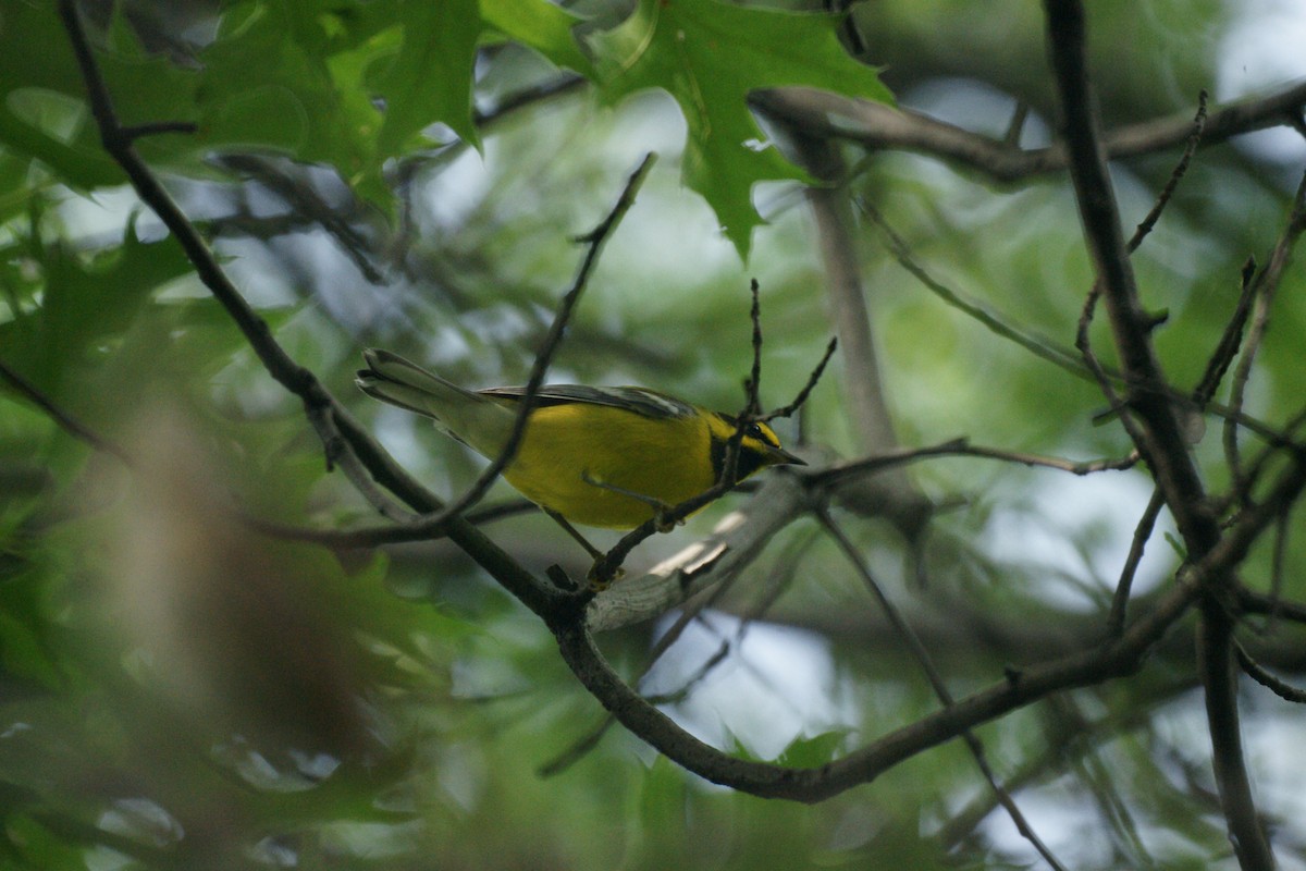 Lawrence's Warbler (hybrid) - ML236878851