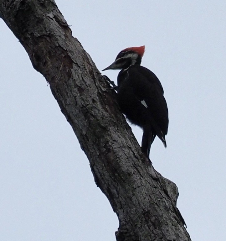 Pileated Woodpecker - Bob Foehring