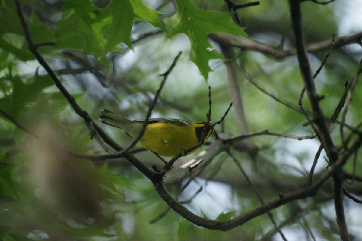 Lawrence's Warbler (hybrid) - ML236879301