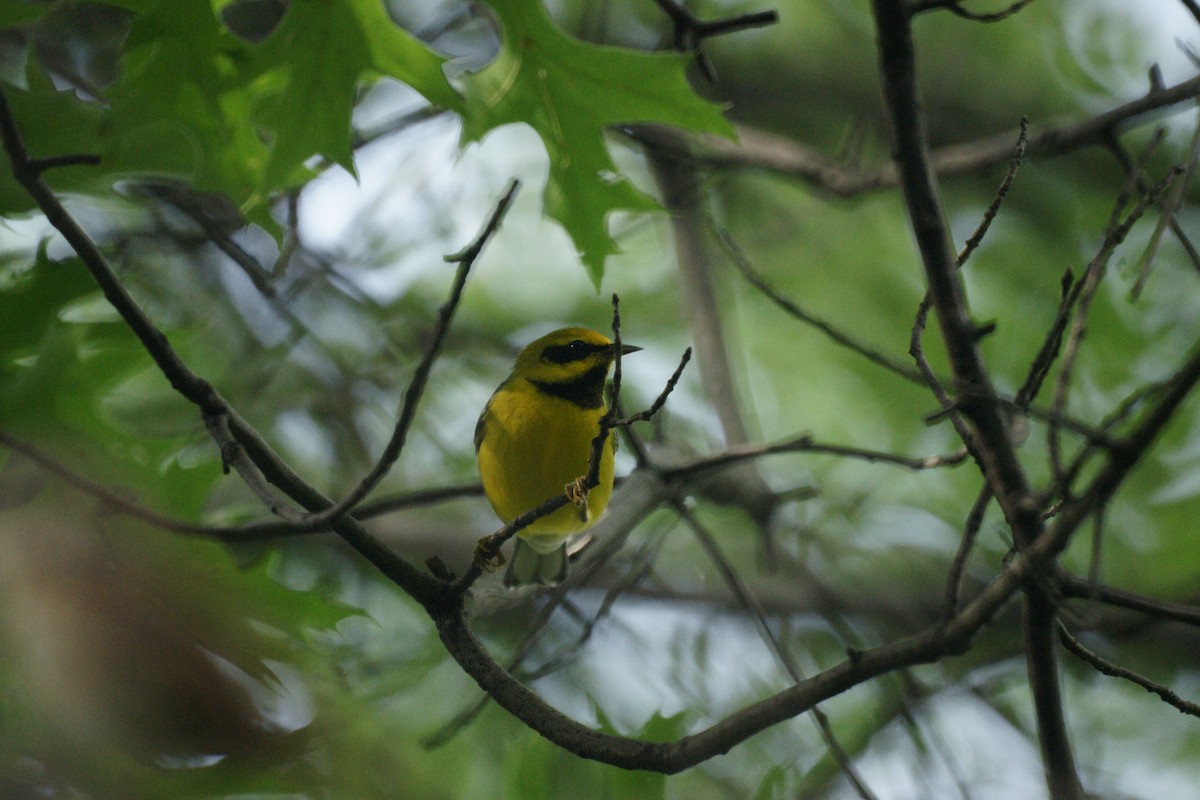 Lawrence's Warbler (hybrid) - ML236879381