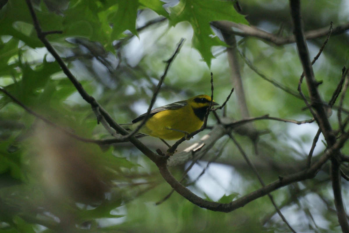 Lawrence's Warbler (hybrid) - ML236879691