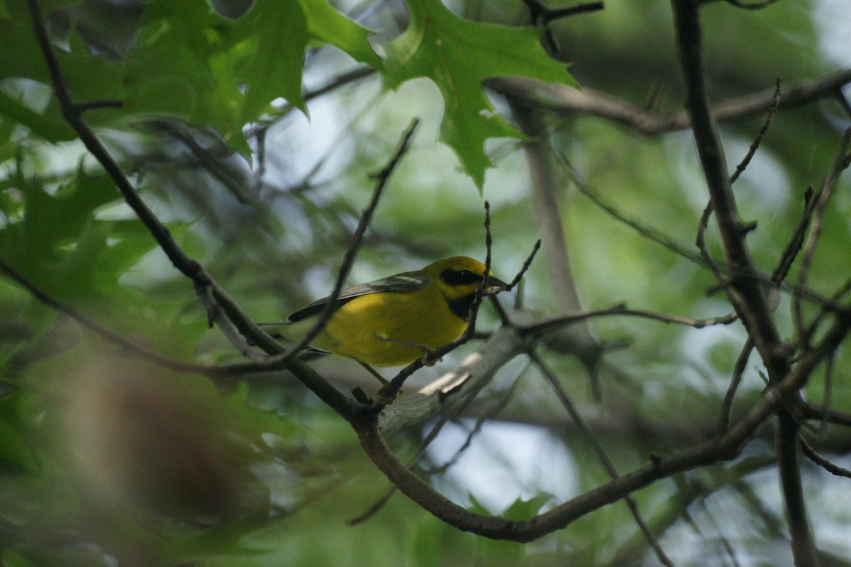 Lawrence's Warbler (hybrid) - ML236879761
