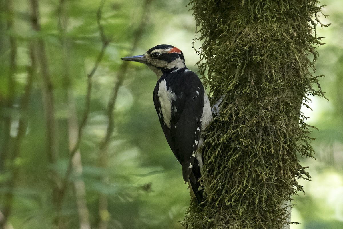Hairy Woodpecker (Pacific) - ML236879781