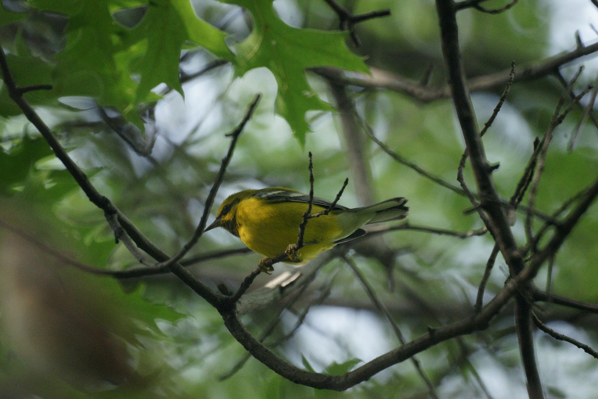 Lawrence's Warbler (hybrid) - ML236880161