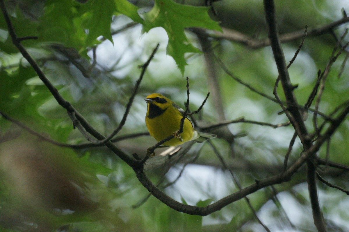 Lawrence's Warbler (hybrid) - ML236880181