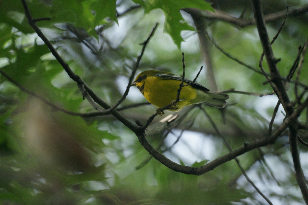 Lawrence's Warbler (hybrid) - ML236880481