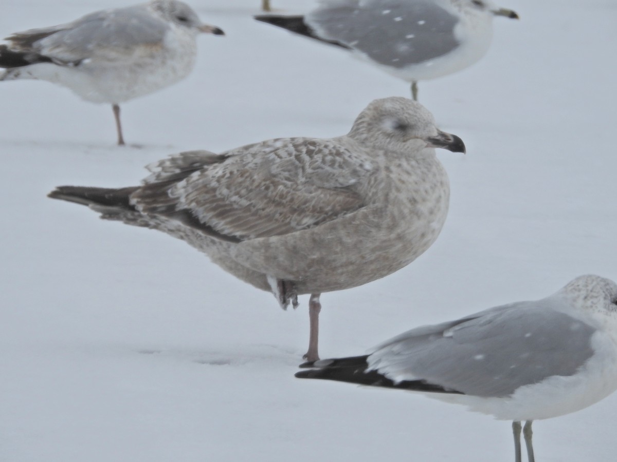 Herring Gull - ML23688071