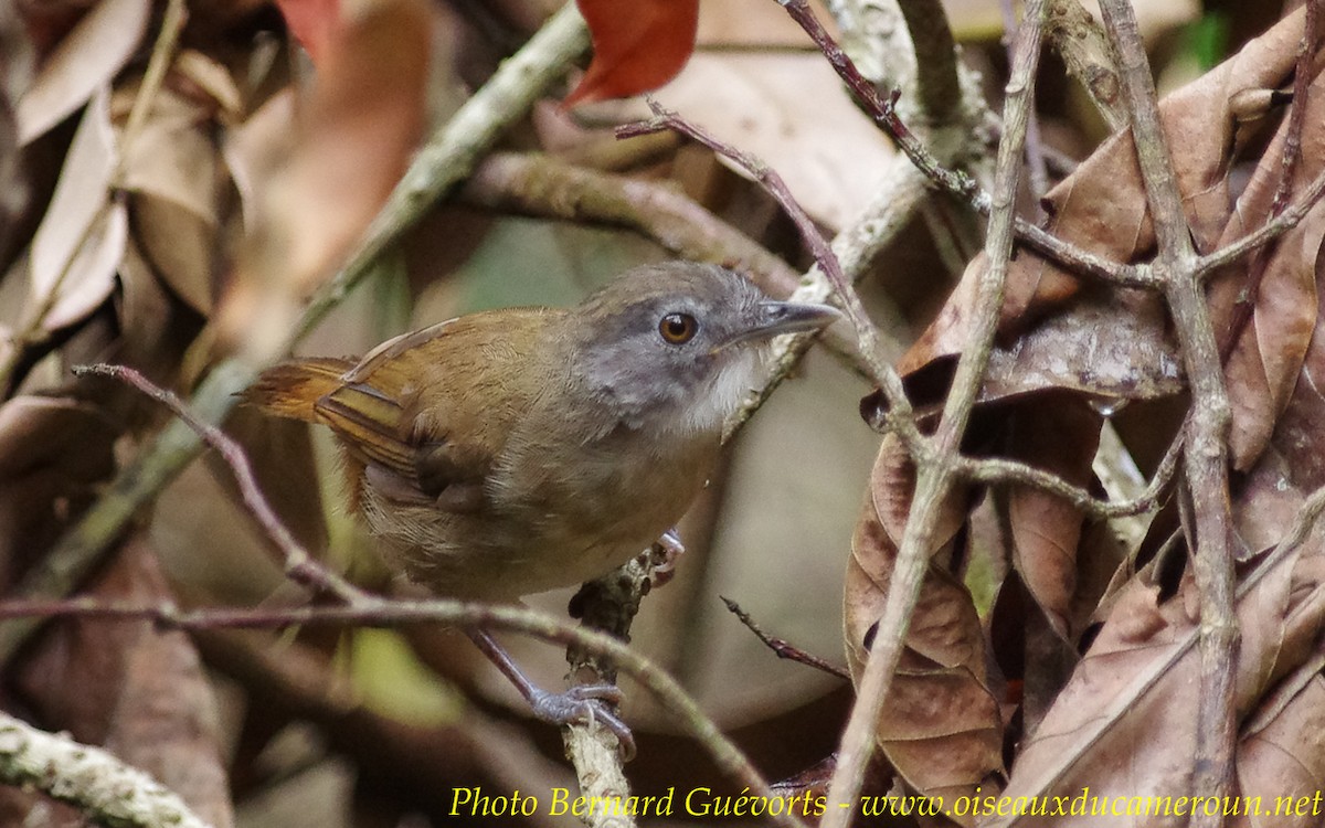 Brown Illadopsis - Bernard Guévorts