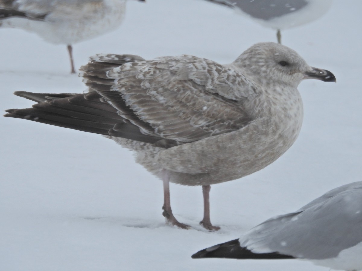 Goéland argenté - ML23688171