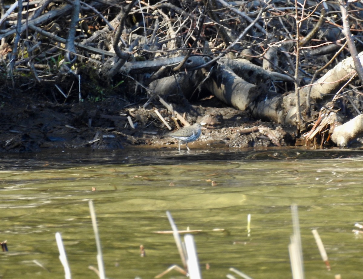 Spotted Sandpiper - ML236881831