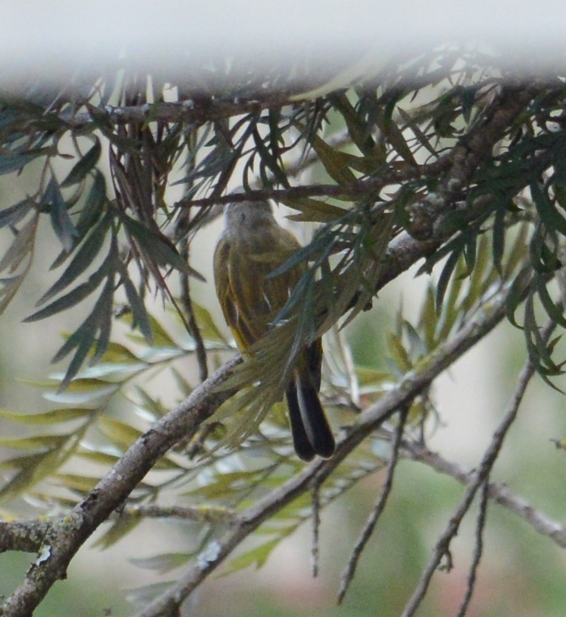 Lesser Honeyguide (Lesser) - Bertina K