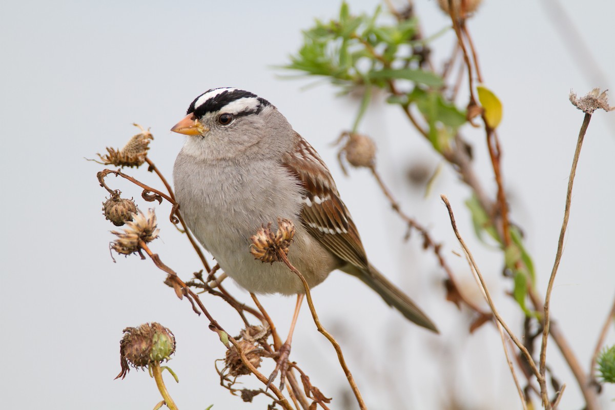 White-crowned Sparrow (Gambel's) - ML236885511