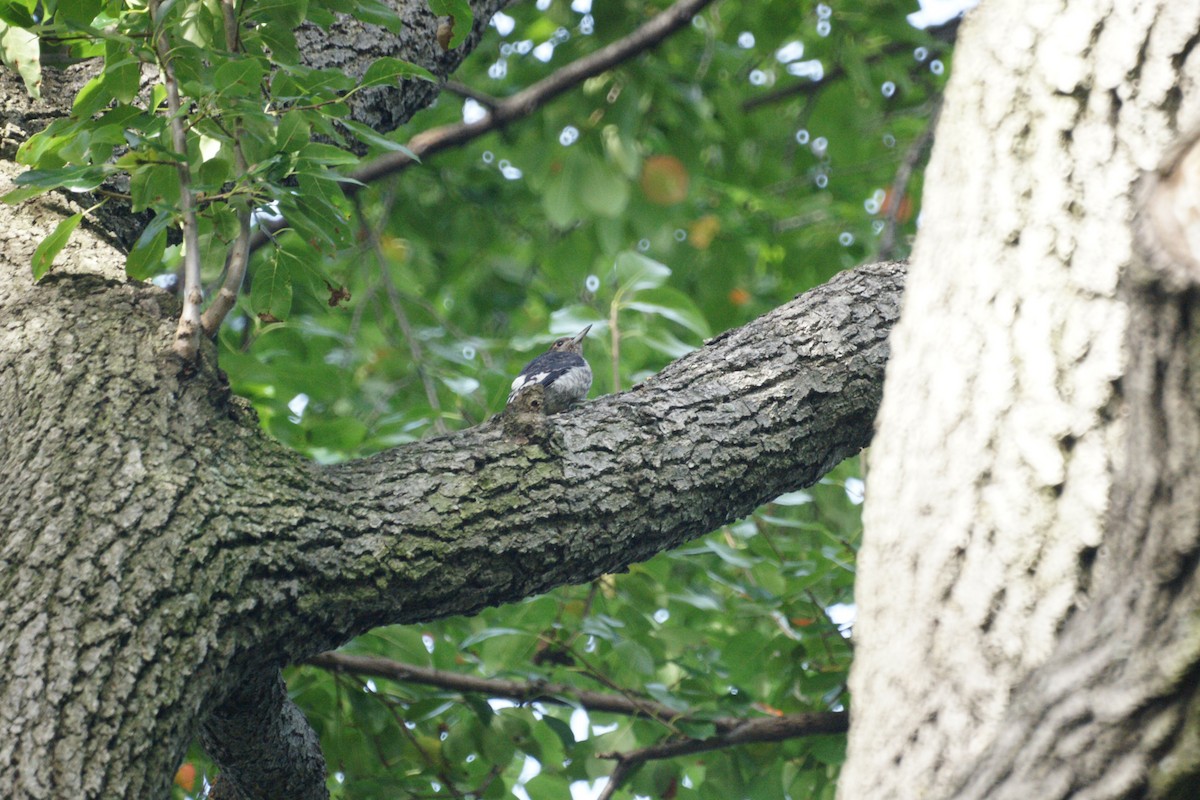 Red-headed Woodpecker - ML236886711