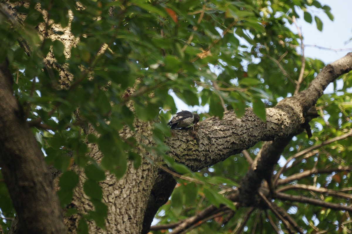 Red-headed Woodpecker - ML236886721