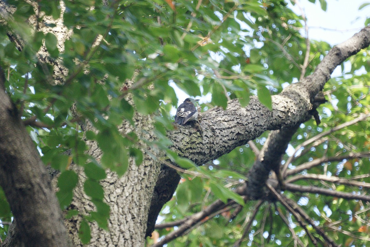 Red-headed Woodpecker - ML236887301