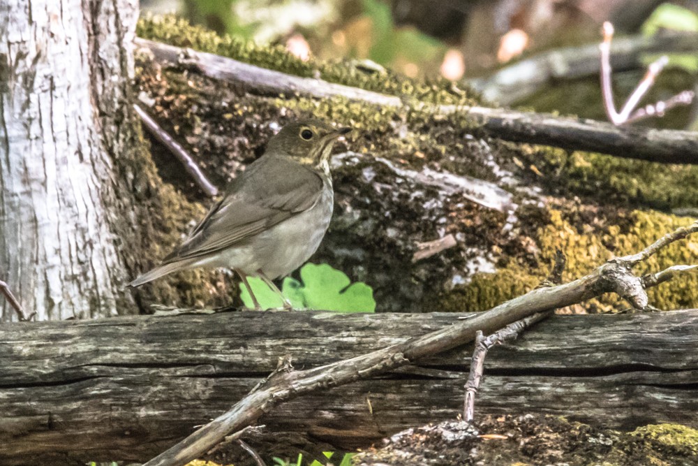 Swainson's Thrush - ML236887501