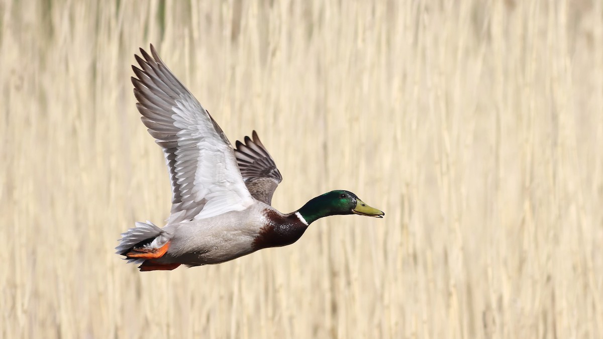 Mallard - ML236888081