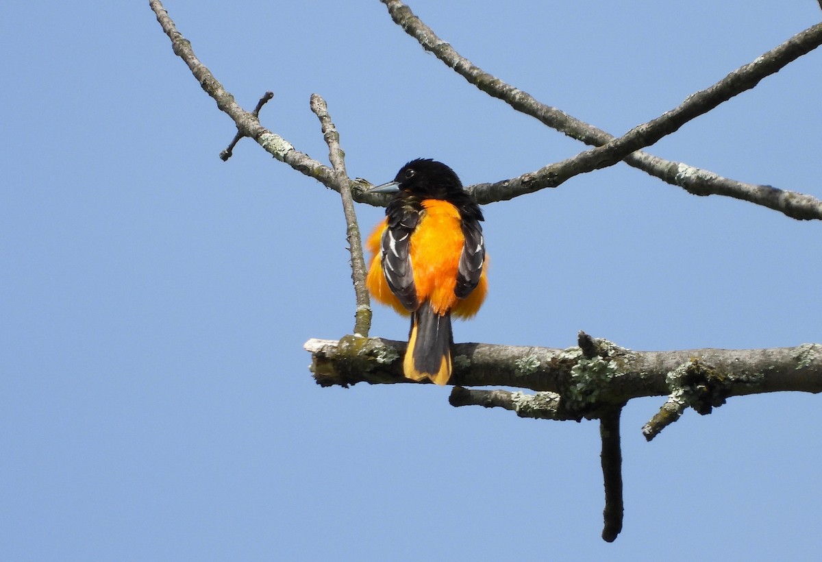 Baltimore Oriole - ML236888191