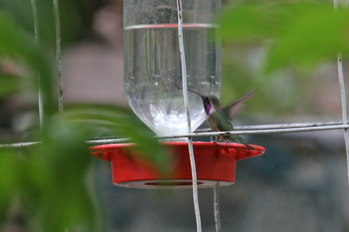 Lucifer Hummingbird - ML236889641