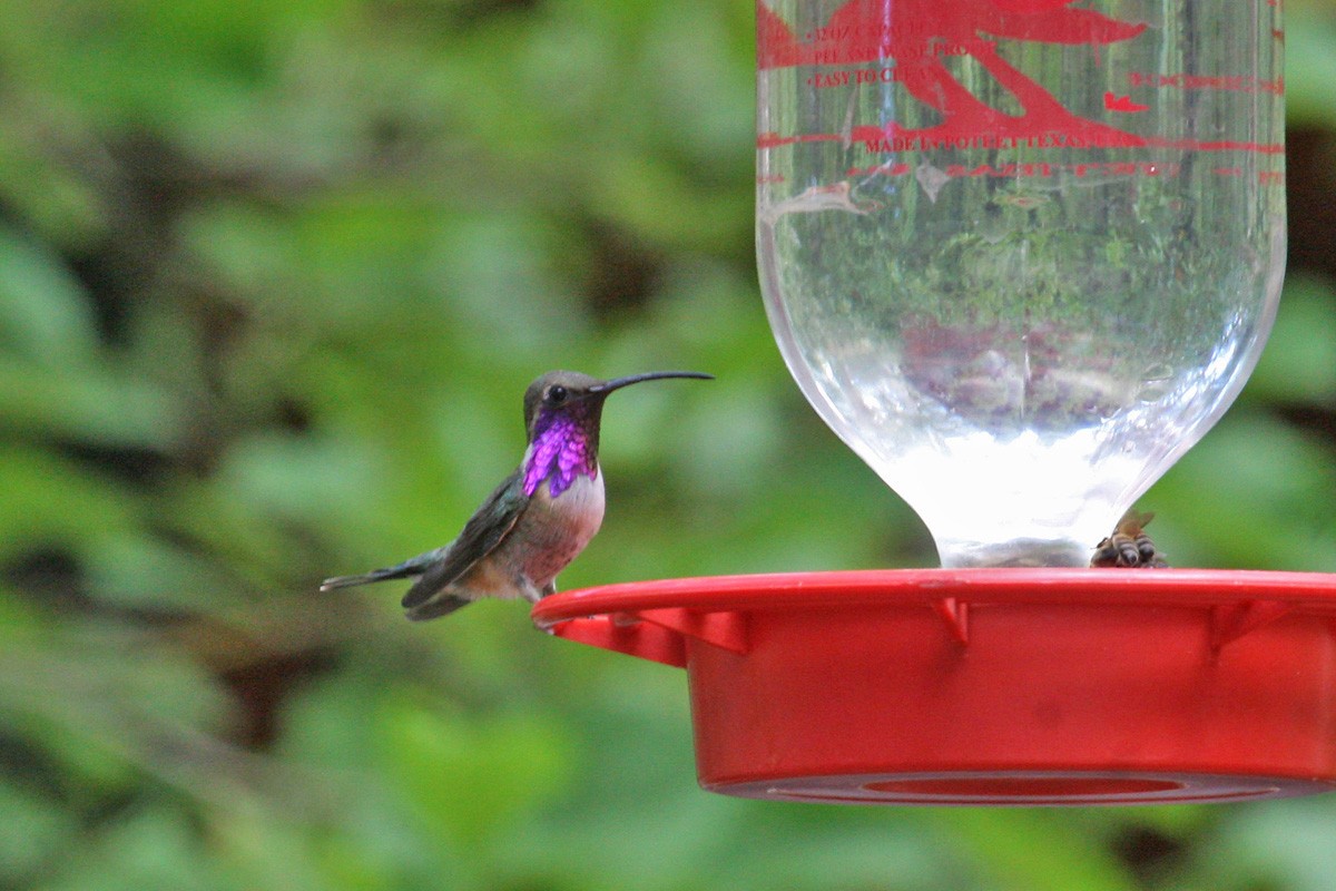 Luzifersternkolibri - ML236890521