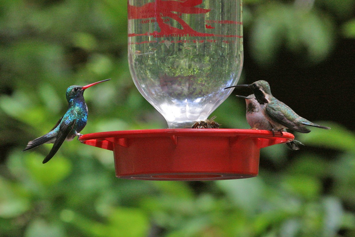 Lucifer Hummingbird - ML236890541